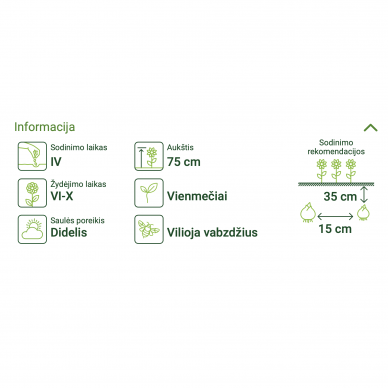 Puikiosios jurgininės Gvaizdūnės „Mixed“, gėlių sėklos, ASEJA 1