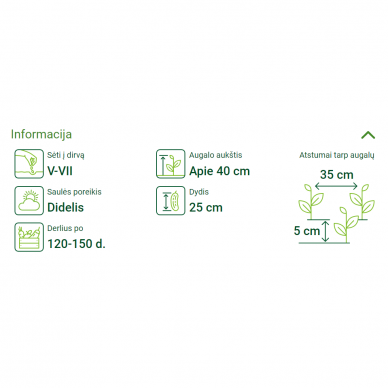 Morkos „Berlikum 2“, daržovių sėklos, ASEJA 1