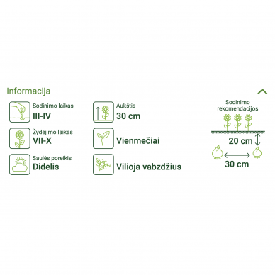 Vienamečiai plačiažiedžiai flioksai „Mixed“, gėlių sėklos, ASEJA 1